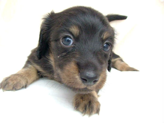 �X�^���_�[�h�v�[�h���@�q���t���[�摜