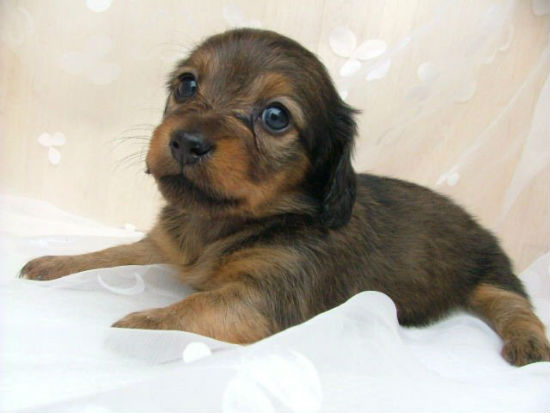 �{�[�_�[�R���[�@�q���t���[�摜