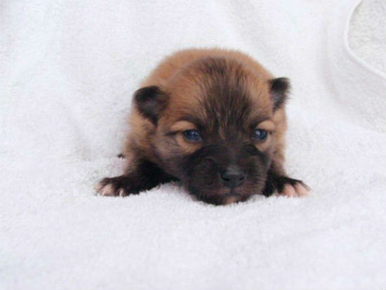 �����@�q���t���[�摜