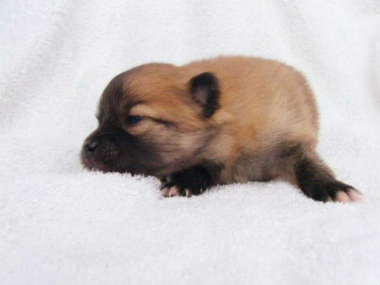 �`�����@�q���t���[�摜