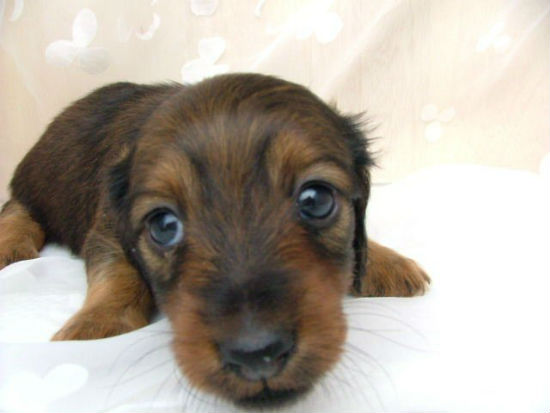 �_�b�N�X�t���h�@�q���t���[�ʐ^