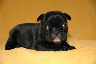 �t���b�g�R�[�e�b�h���g���o�[�@�q���t���[�摜