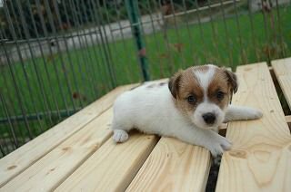 �R�C�P���z���f�B�G�@�q���t���[�摜