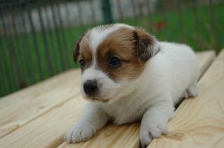 �R�C�P���z���f�B�G�@�q���t���[�摜