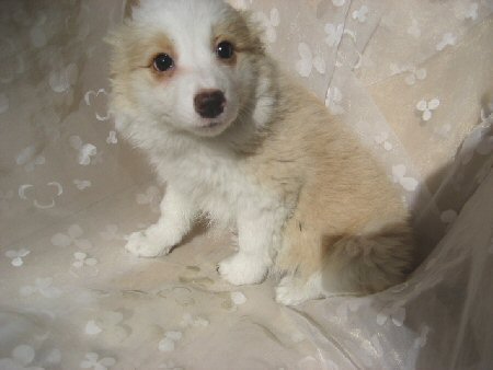 �{�[�_�[�R���[�@�q���t���[�摜