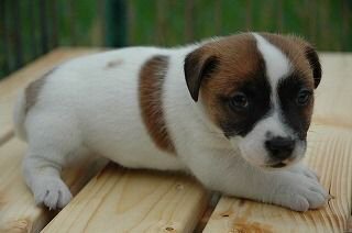 �R�C�P���z���f�B�G�@�q���t���[�摜