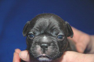 �t�����`�u���h�b�O�@�q���t���[�摜