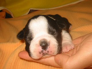 �t�����`�u���h�b�O�@�q���t���[�摜