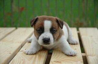 �R�C�P���z���f�B�G�@�q���t���[�摜