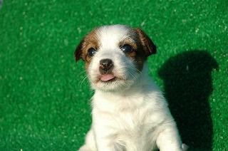 �R�C�P���z���f�B�G�@�q���t���[�摜