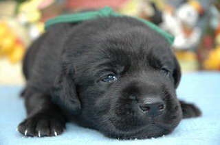 �t�����`�u���h�b�O�@�q���t���[�摜