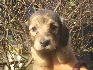 �_�b�N�X�t���h�@�q���t���[�摜