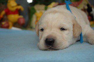 ���u���h�[�����g���o�[�@�q���t���[�摜