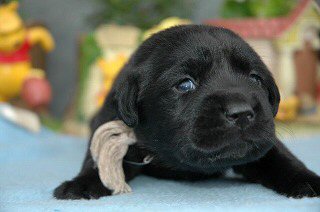 ���u���h�[�����g���o�[�@�q���t���[�摜