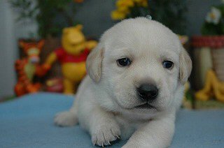 ���u���h�[�����g���o�[�@�q���t���[�摜