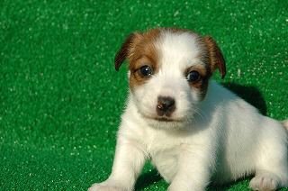 �R�C�P���z���f�B�G�@�q���t���[�摜