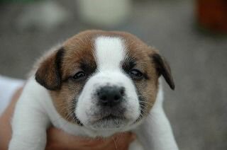 �R�C�P���z���f�B�G�@�q���t���[�摜