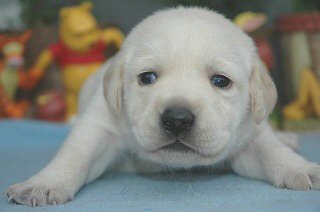 ���u���h�[�����g���o�[�@�q���t���[�摜