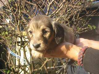 �_�b�N�X�t���h�@�q���t���[�摜