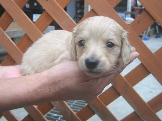 �_�b�N�X�t���h�@�q���t���[�摜