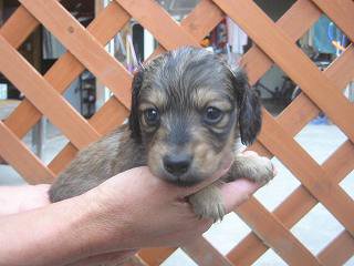 �_�b�N�X�t���h�@�q���t���[�摜