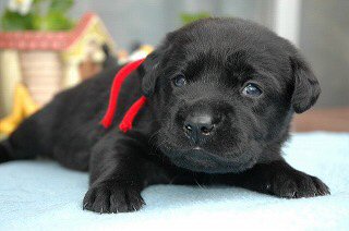 ���u���h�[�����g���o�[�@�q���t���[�摜