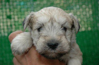 �~�j�`���A�V���i�E�U�[�@�q���t���[�摜