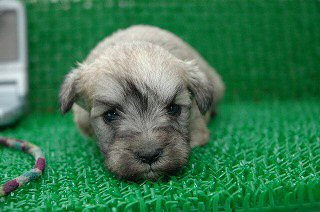 �~�j�`���A�V���i�E�U�[�@�q���t���[�摜