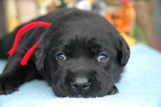 ���u���h�[�����g���o�[�@�q���t���[�摜