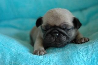 �p�Oށ@�q���t���[�摜