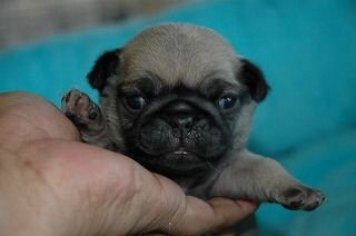 �p�O�@�q���t���[�摜