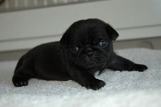 �p�O�@�q���t���[�摜