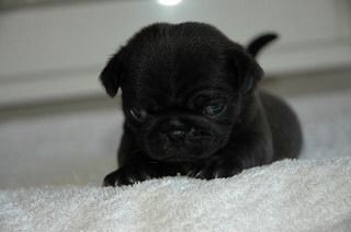 �p�O�@�q���t���[�摜