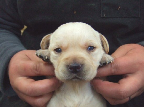 ���u���h�[�����g���o�[�@�q���t���[�摜