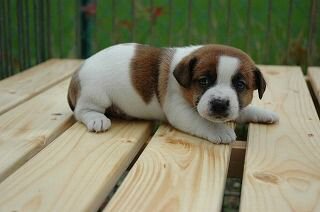 �R�C�P���z���f�B�G�@�q���t���[�摜