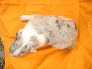 �{�[�_�[�R���[�@�q���t���[�摜