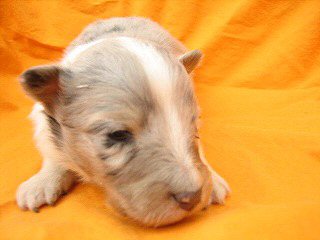 �{�[�_�[�R���[�@�q���t���[�摜