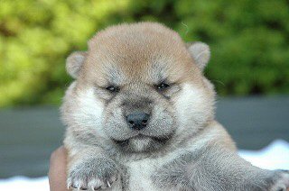 柴犬 子犬フリー画像