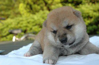 柴犬゙ 子犬フリー画像