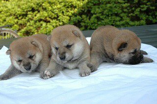 柴犬 子犬フリー画像