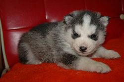 シベリアンハスキー 子犬フリー画像