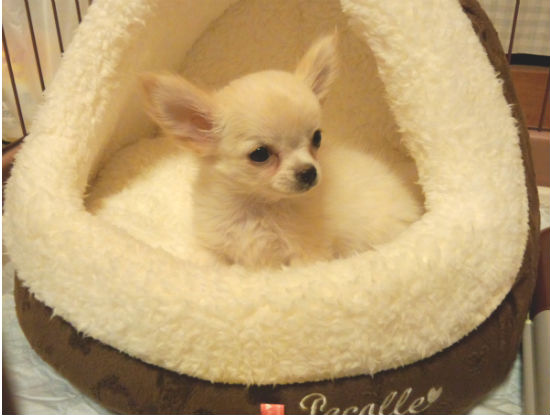 チワワ 子犬フリー画像