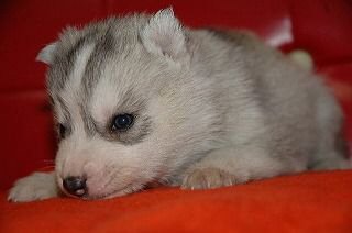 シベリアンハスキー 子犬フリー画像