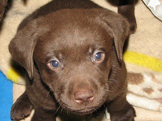 ラブラドールレトリバー 子犬フリー画像