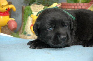 ラブラドールレトリバー 子犬フリー画像