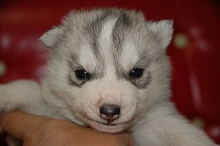 �V�x���A���n�X�L�[�@�q���t���[�摜