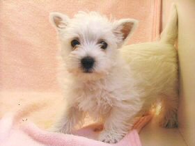 �E�G�X�e�B�[�@�q���t���[�摜