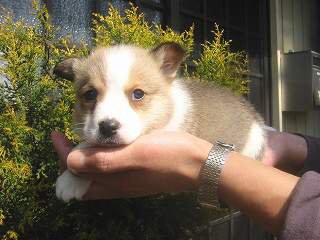 �E�F���V���R�[�M�[�@�q���t���[�摜