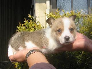 �E�F���V���R�[�M�[�@�q���t���[�摜