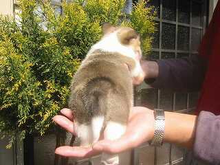 ウェルシュコーギー 子犬フリー画像